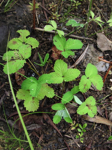 Potentilla centigrana observed 2026-08-14