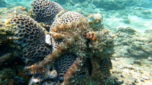 Day Octopus