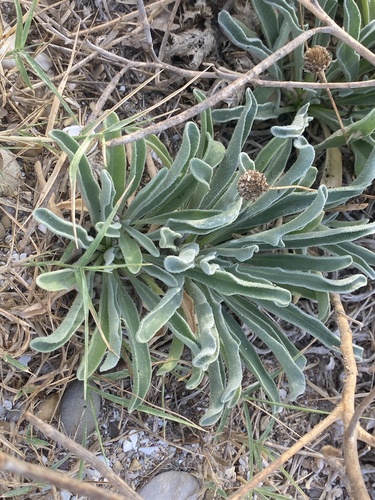 Matthiola sinuata, photograph 1
