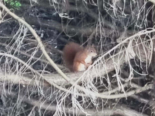 Eurasian Red Squirrel