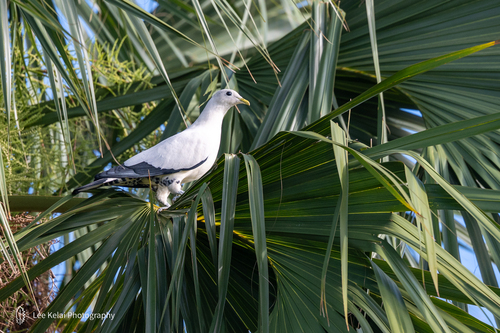 Torresian Imperial Pigeon