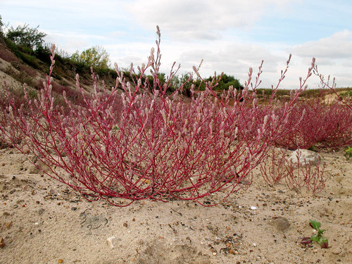 Corispermum hyssopifolium iNat (1)