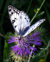 Melanargia arge