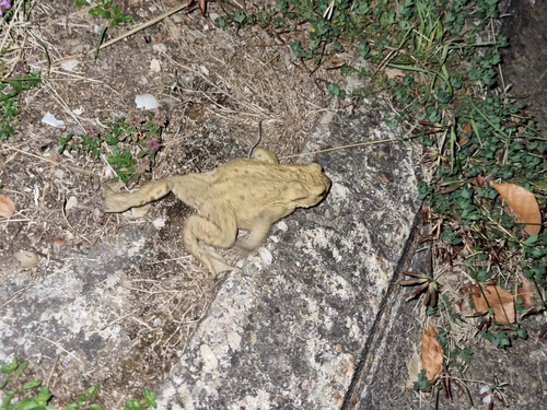 European Toad