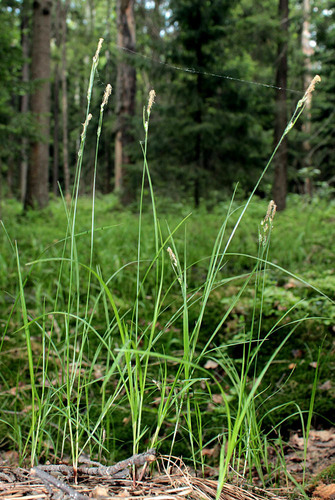 Carex globularis iNat (1)