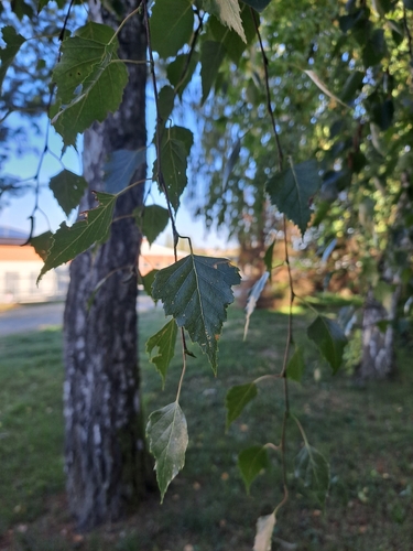silver birch