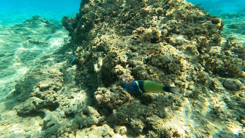 Goldbar Wrasse