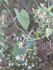Cynanchum acutum