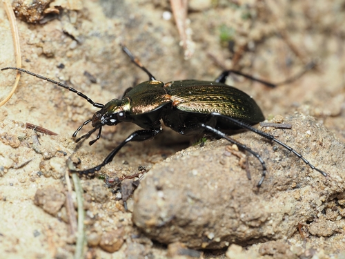 moorland ground beetle