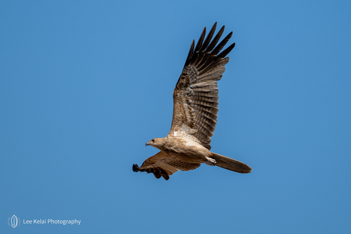 Whistling Kite