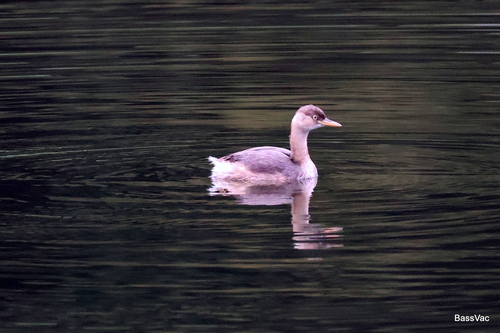 Little Grebe