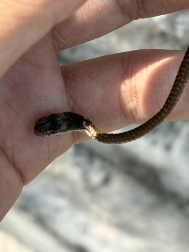 Chinese Many-tooth Snake