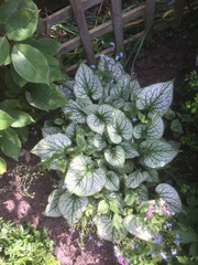 Brunnera