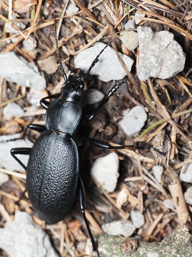 Leather Beetle