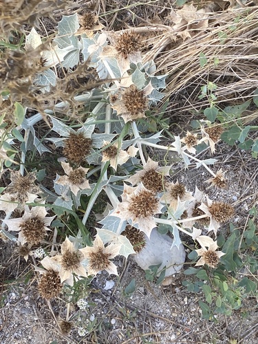 Eryngium maritimum, photograph 2