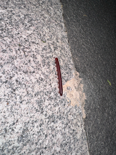 Rusty Millipede