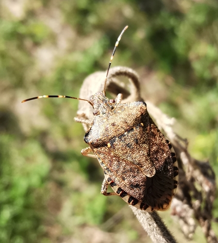Brown Marmorated Stink Bug