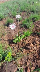 Gerbera viridifolia