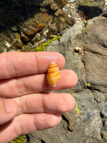 Pyrene flava observed 2026-09-26