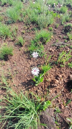 Gerbera viridifolia, photograph 2