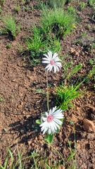 (c) Peter Le Roux, some rights reserved (CC BY) Gerbera viridifolia, photograph (c) Peter Le Roux, some rights reserved (CC BY)