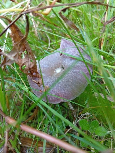 Amethyst Deceiver