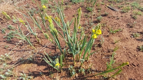 Hypoxis rigidula