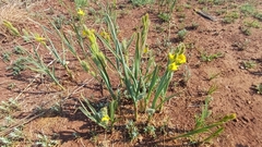 Hypoxis rigidula