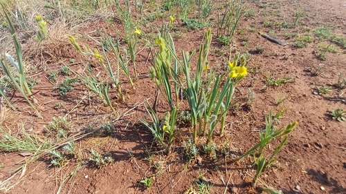 Hypoxis rigidula, photograph 1