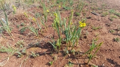Hypoxis rigidula, photograph (c) Peter Le Roux, some rights reserved (CC BY)