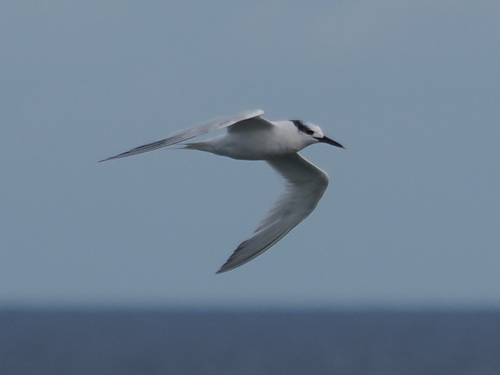 Sandwich Tern
