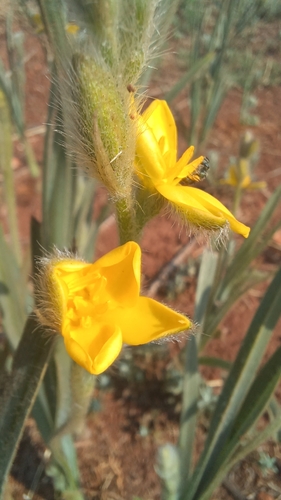 Hypoxis rigidula, photograph 2