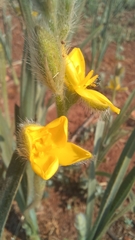 Hypoxis rigidula, photograph (c) Peter Le Roux, some rights reserved (CC BY)