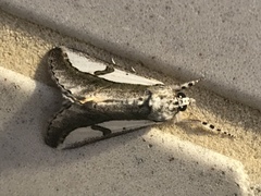 Euscirrhopterus poeyi