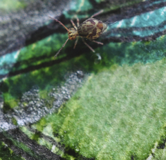 Ptenothrix maculosa