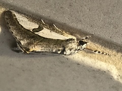 Euscirrhopterus poeyi