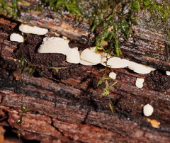 Gloeoporus phlebophorus