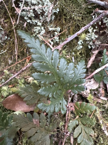 Davallia repens observed 2026-09-26