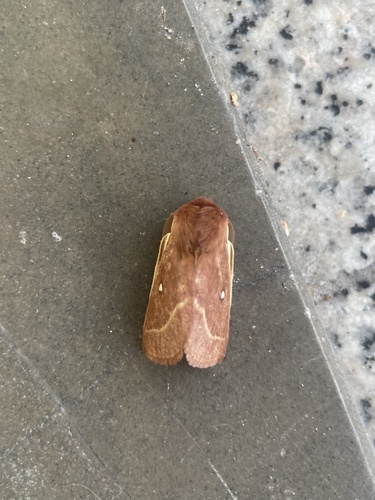Grass Eggar