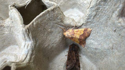 Barred Sallow
