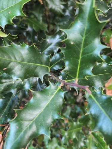 European holly