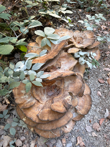 Giant Polypore