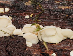 Gloeoporus phlebophorus