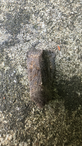 Deep-brown Dart