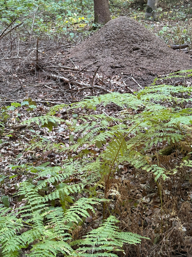 common bracken