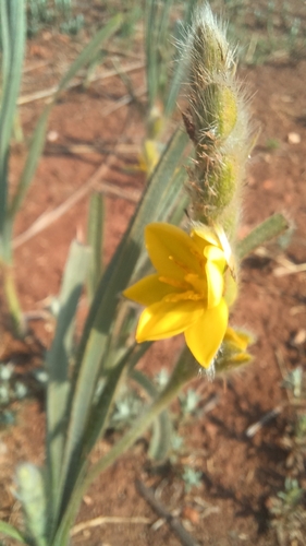 Hypoxis rigidula, photograph 3