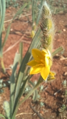 Hypoxis rigidula, photograph (c) Peter Le Roux, some rights reserved (CC BY)