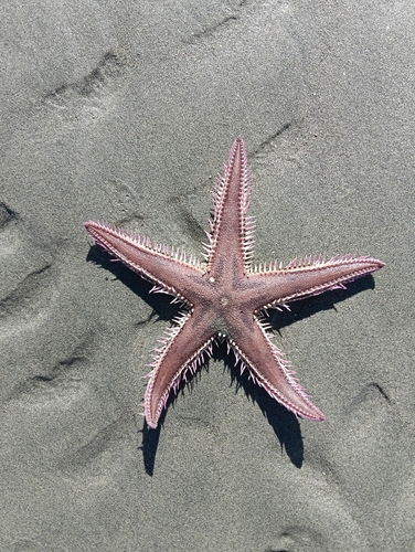 Astropecten polyacanthus observed 2026-09-26