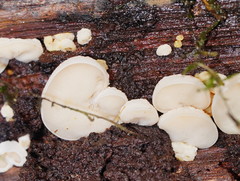 Gloeoporus phlebophorus