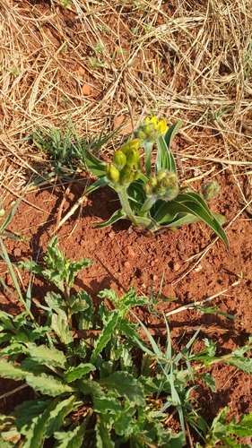 Hypoxis hemerocallidea, photograph 4